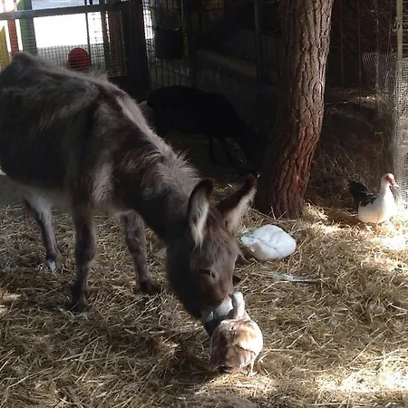 Gospodarstwo agroturystyczne Sa Ruda *