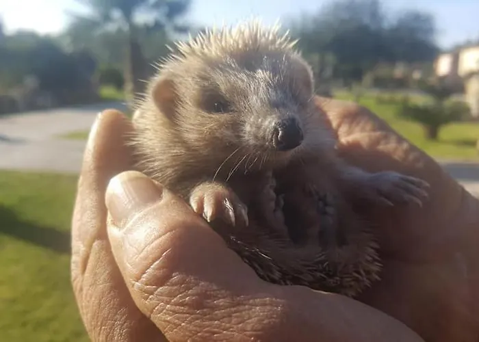 Sa Ruda Фермерский дом